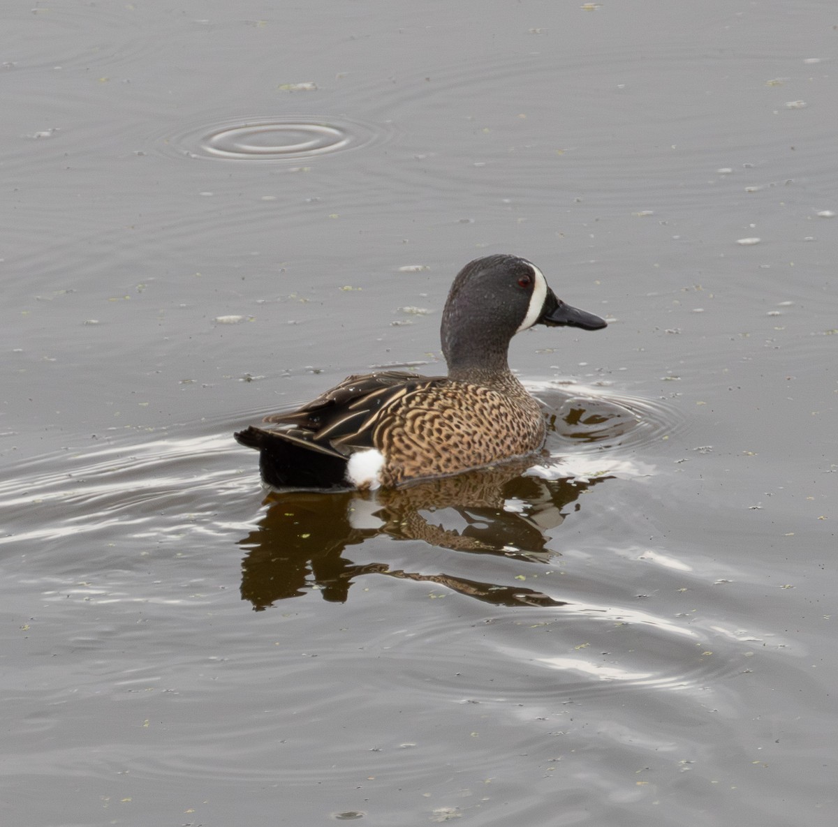 Blue-winged Teal - ML634433843