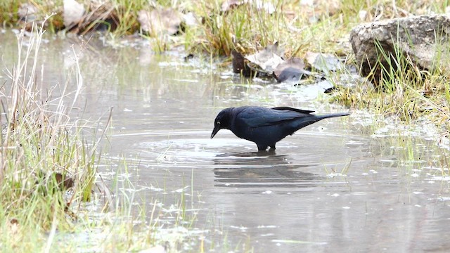 Rusty Blackbird - ML634433978
