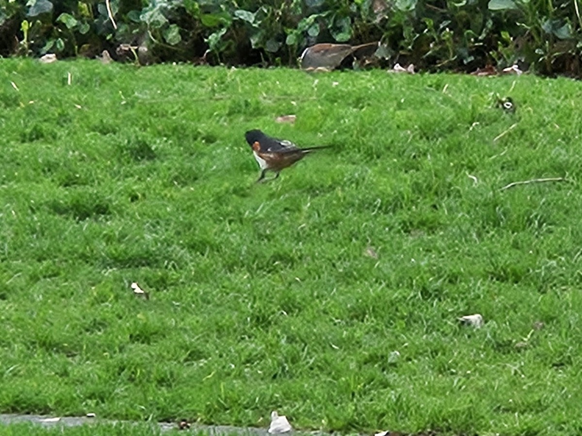 Eastern Towhee - ML634434021