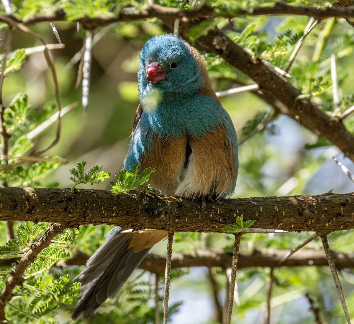 Blue-capped Cordonbleu - ML634434060