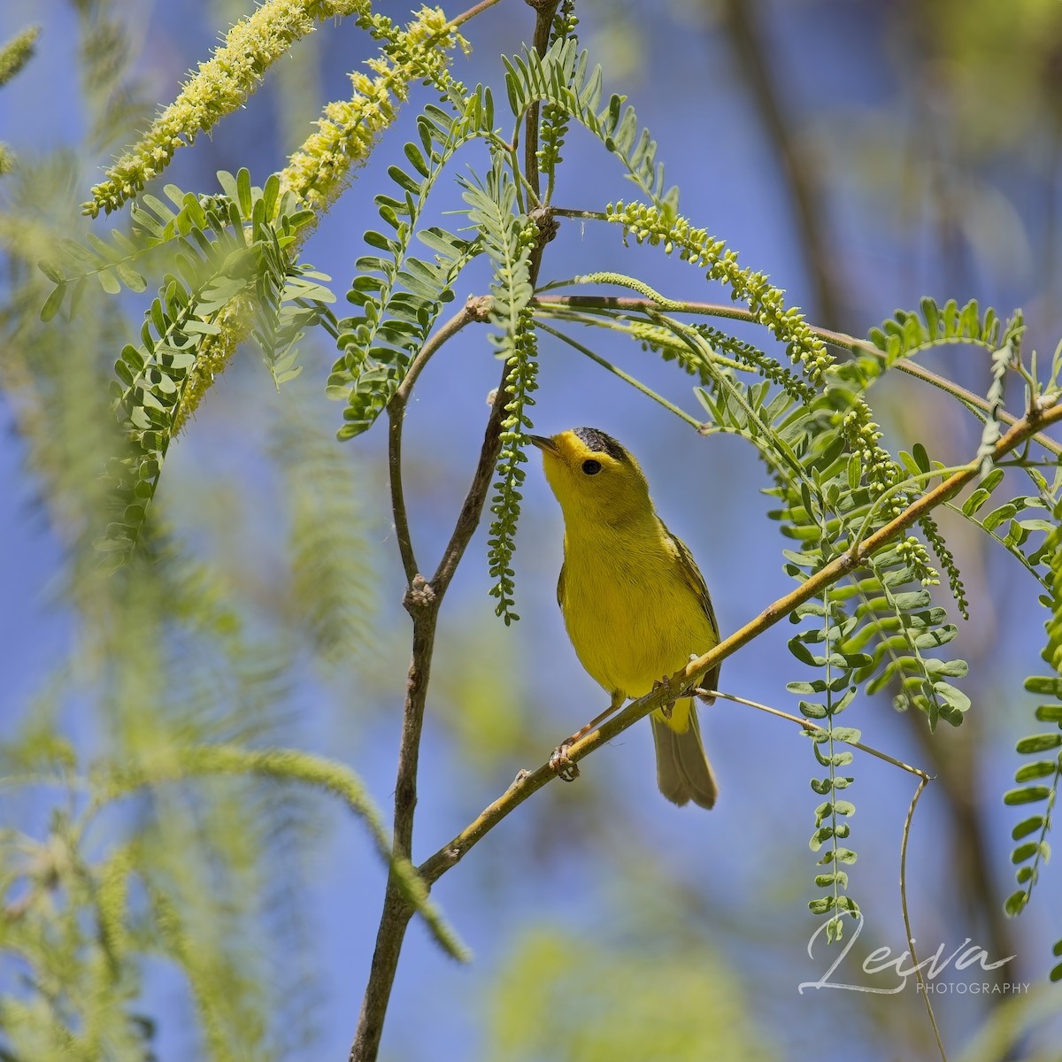 Wilson's Warbler - ML634434149