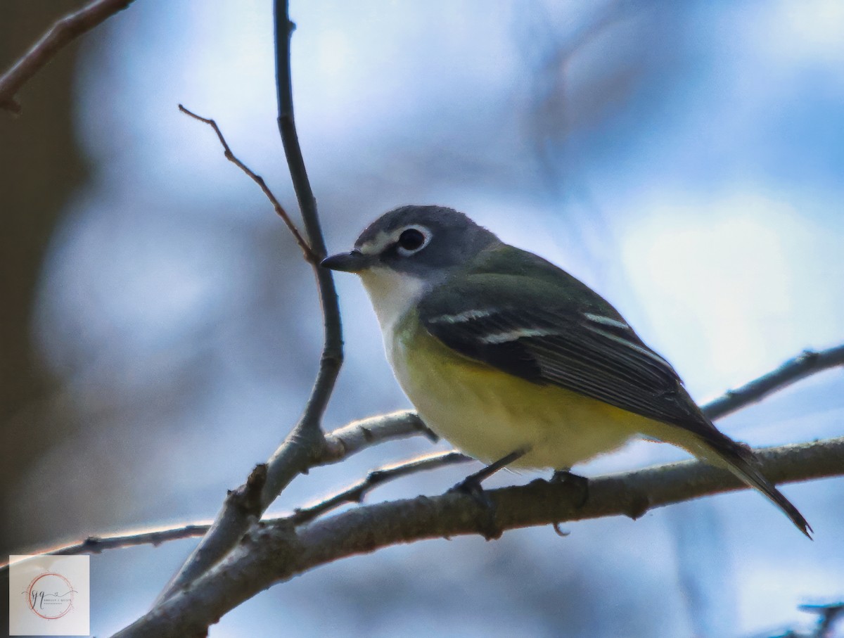 Blue-headed Vireo - ML634434197