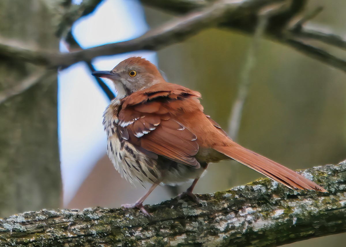 Brown Thrasher - ML634434217