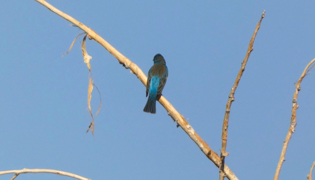 Indigo Bunting - ML634434240