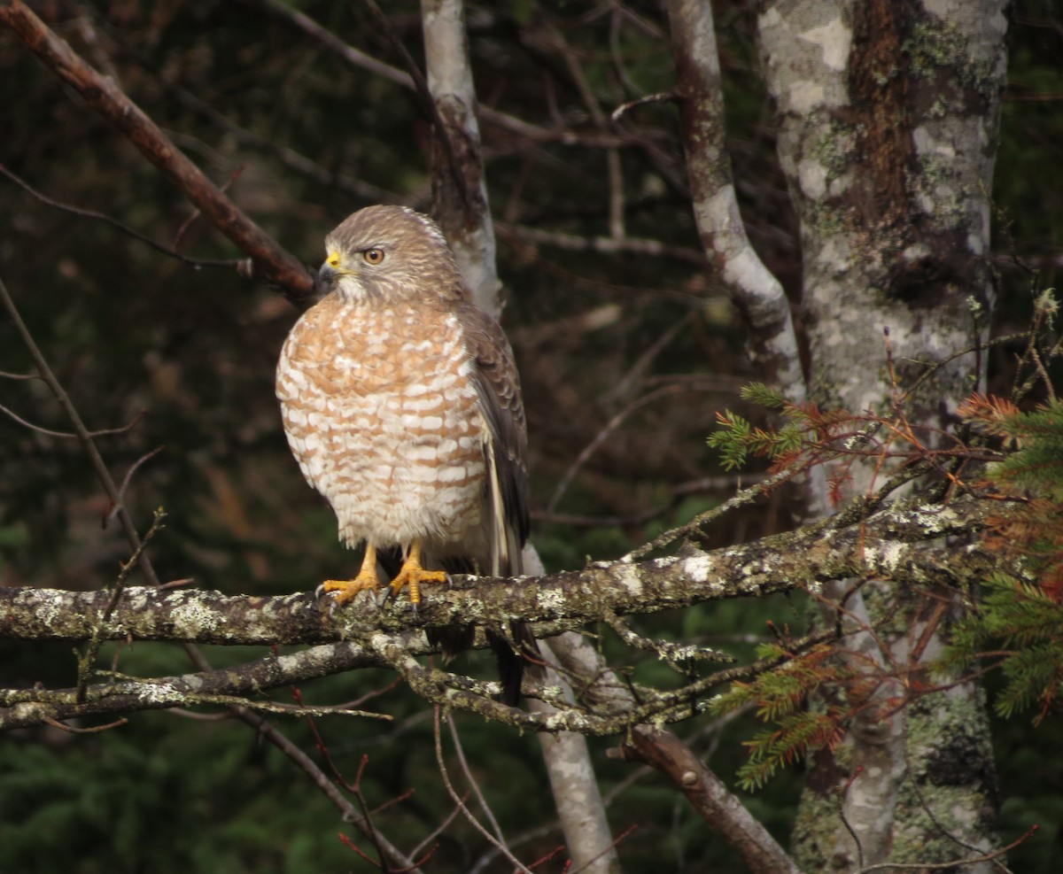 Broad-winged Hawk - ML634434286
