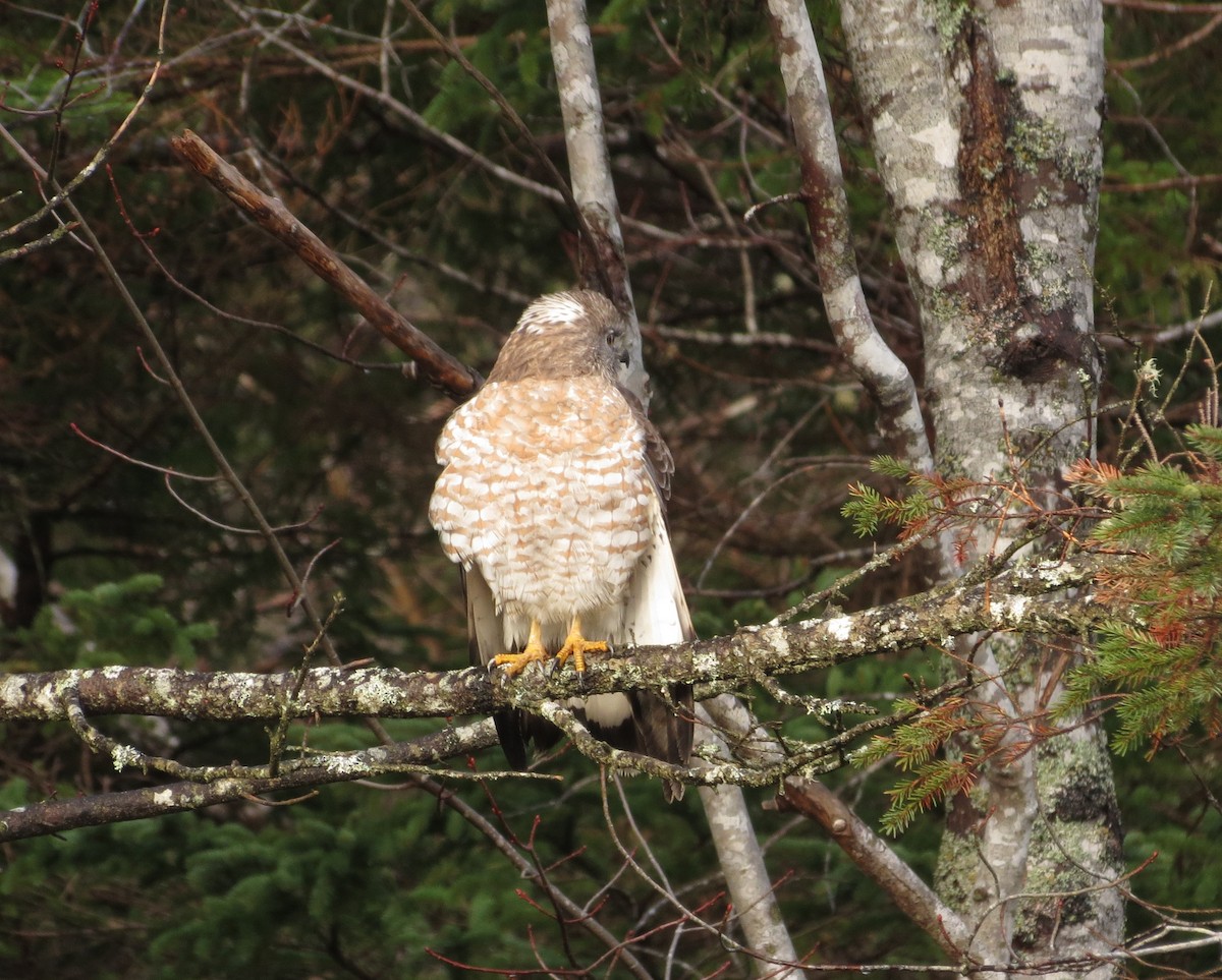 Broad-winged Hawk - ML634434287