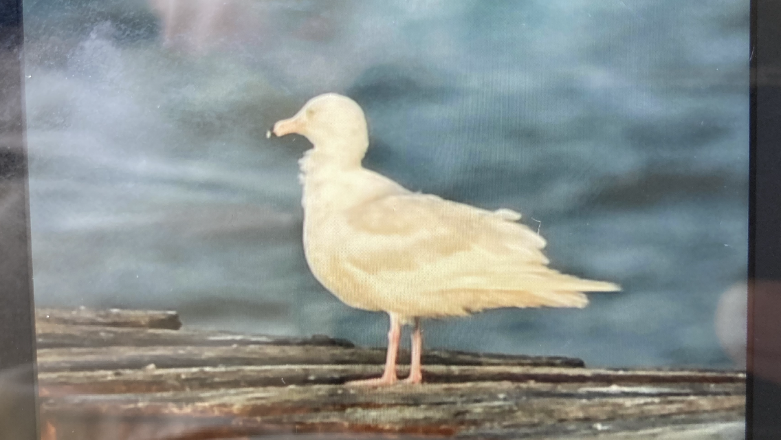 Glaucous Gull - ML634434293