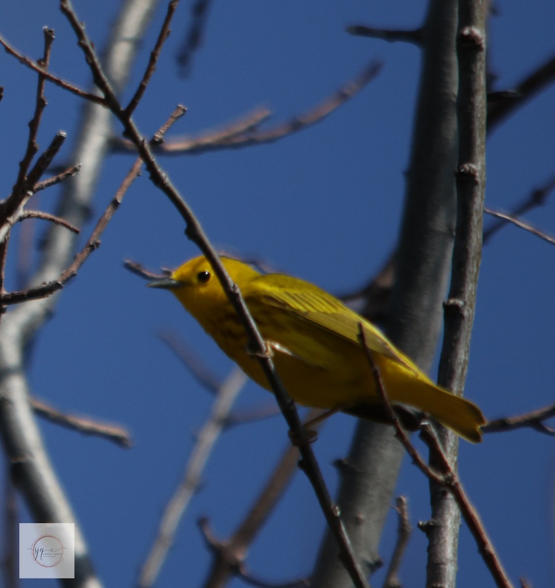 Northern Yellow Warbler - ML634434319