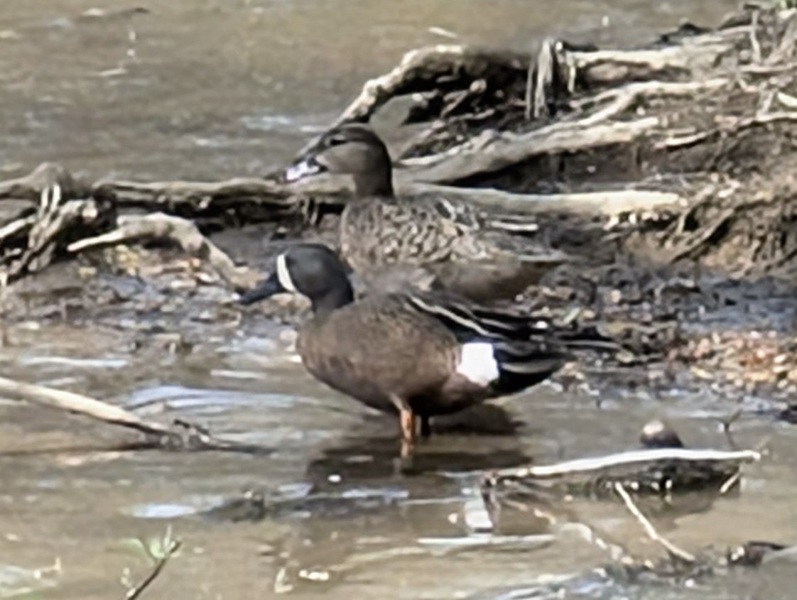 Blue-winged Teal - ML634434335