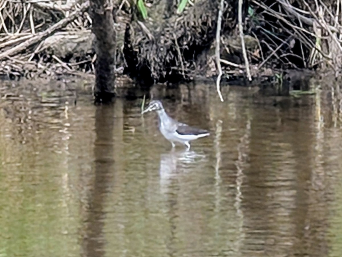 Solitary Sandpiper - ML634434354