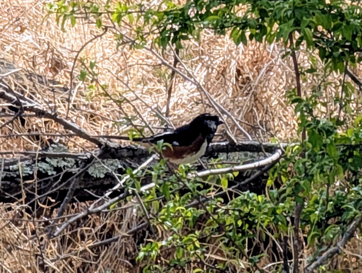 Eastern Towhee - ML634434383