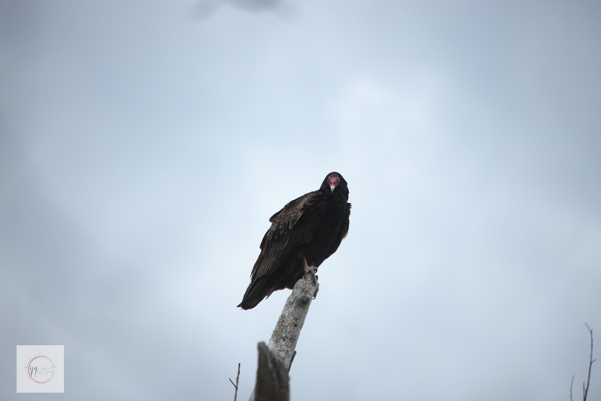 Turkey Vulture - ML634434401
