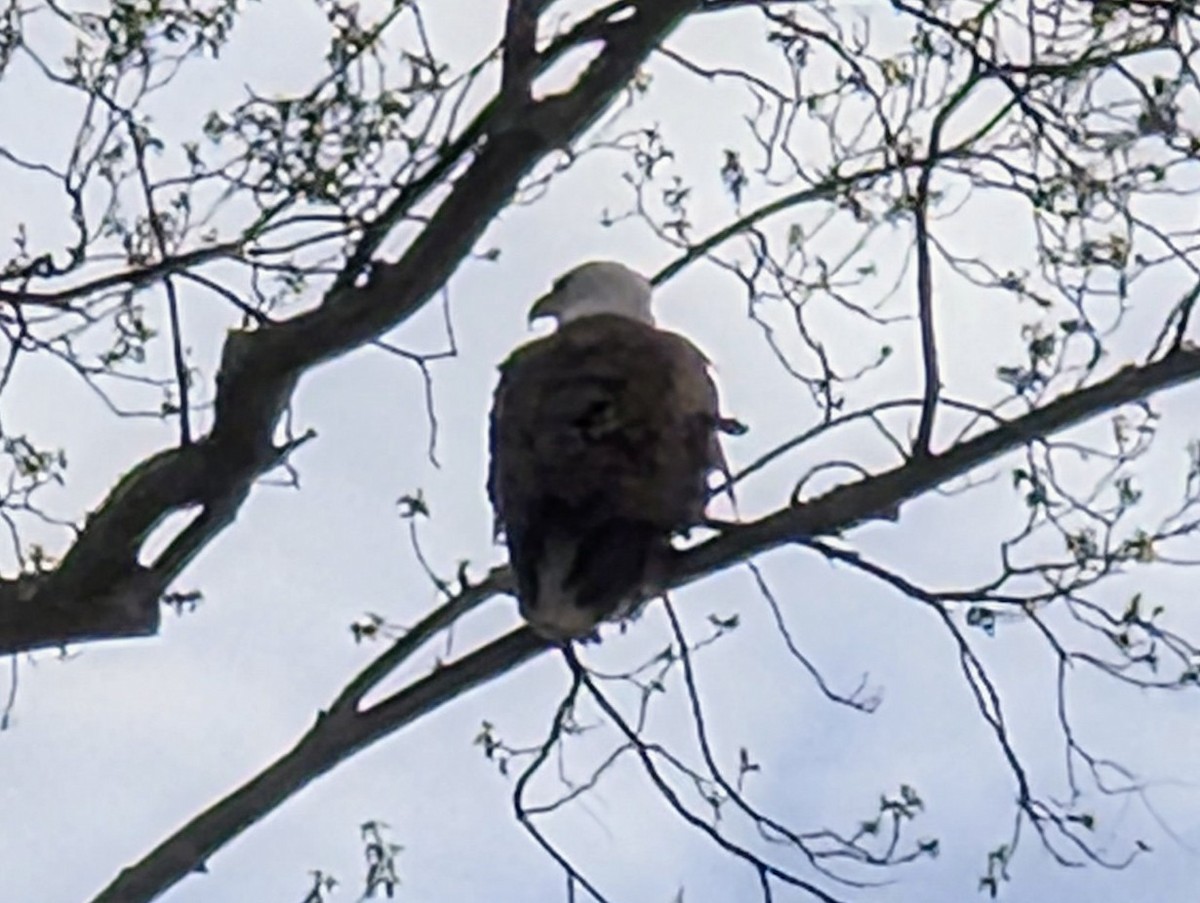 Bald Eagle - ML634434404
