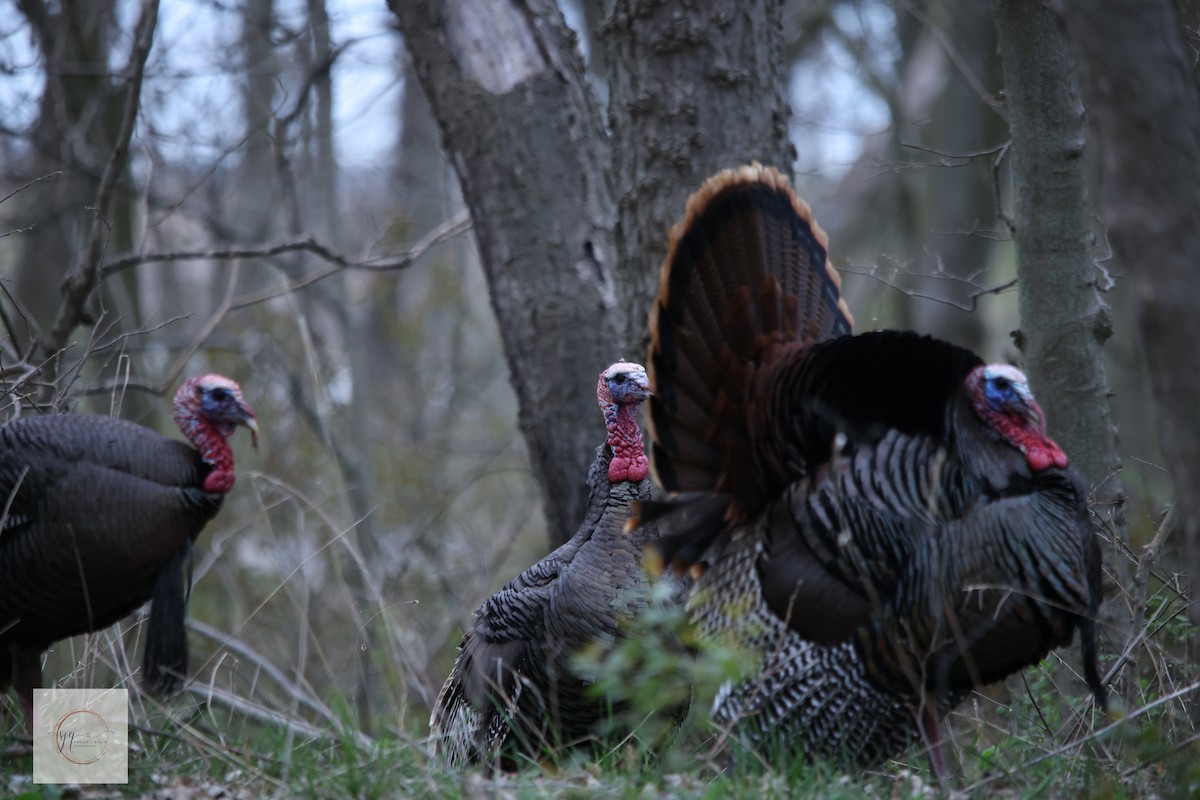 Wild Turkey - ML634434413