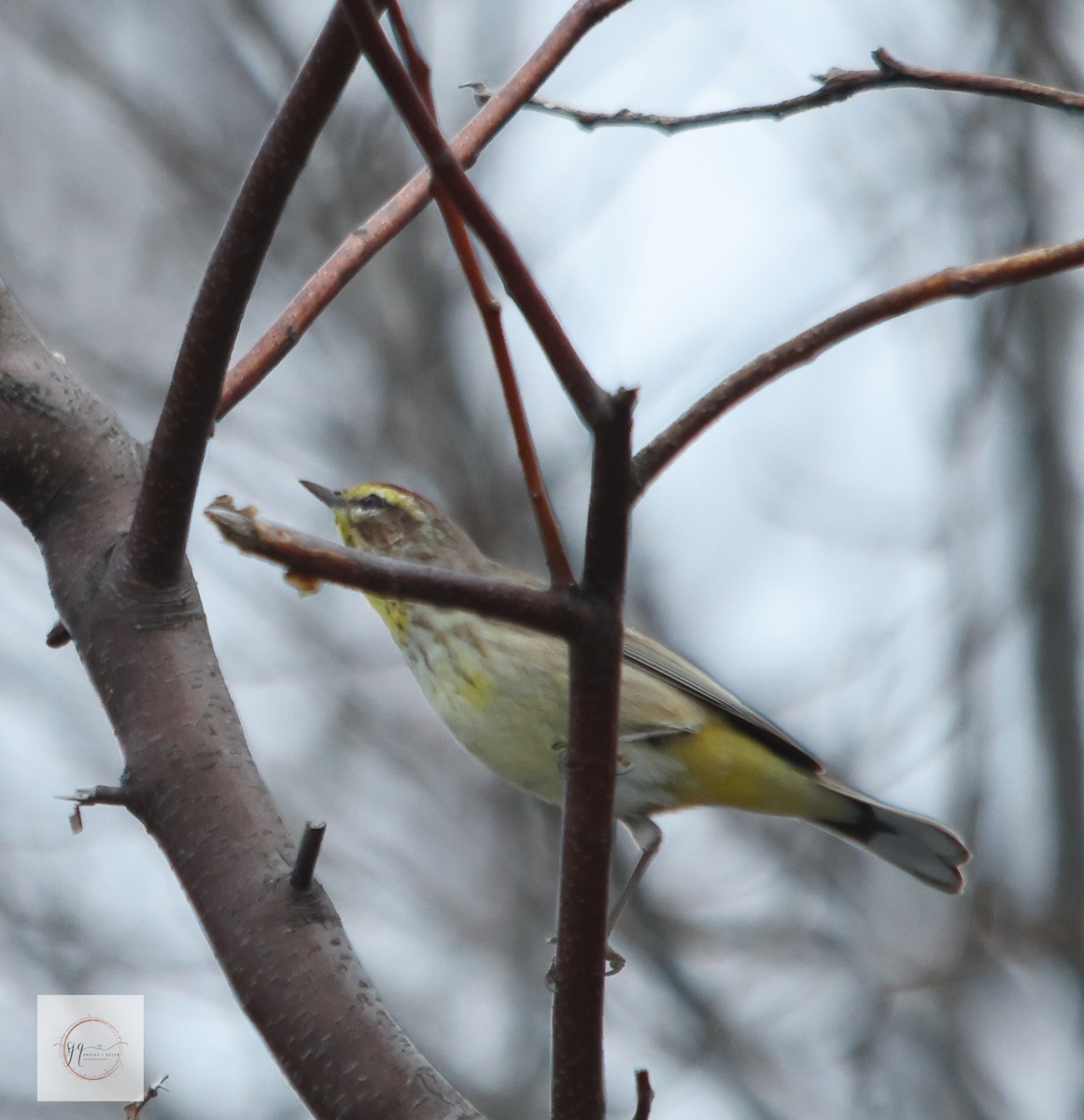 Palm Warbler - ML634434523