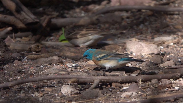 Lazuli Bunting - ML634434580