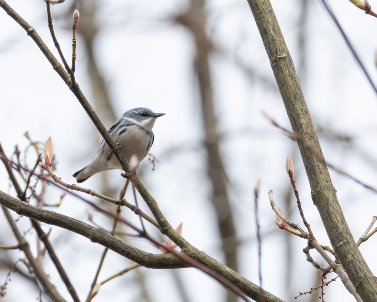 Paruline azurée - ML634434612