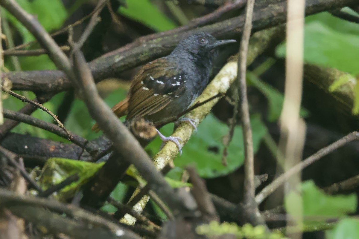 Chestnut-tailed Antbird - ML634434626