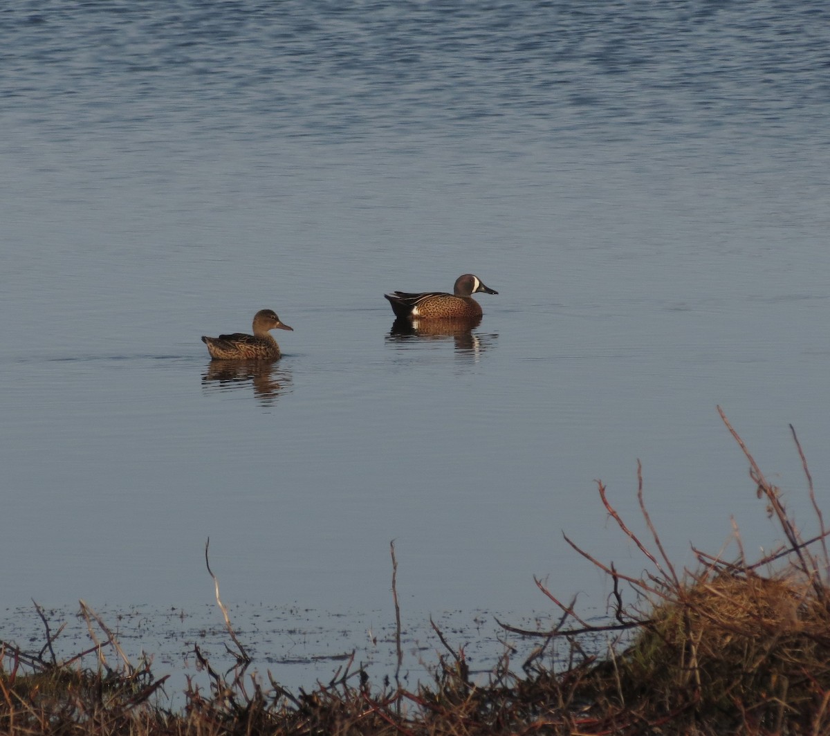 Blue-winged Teal - ML634434655