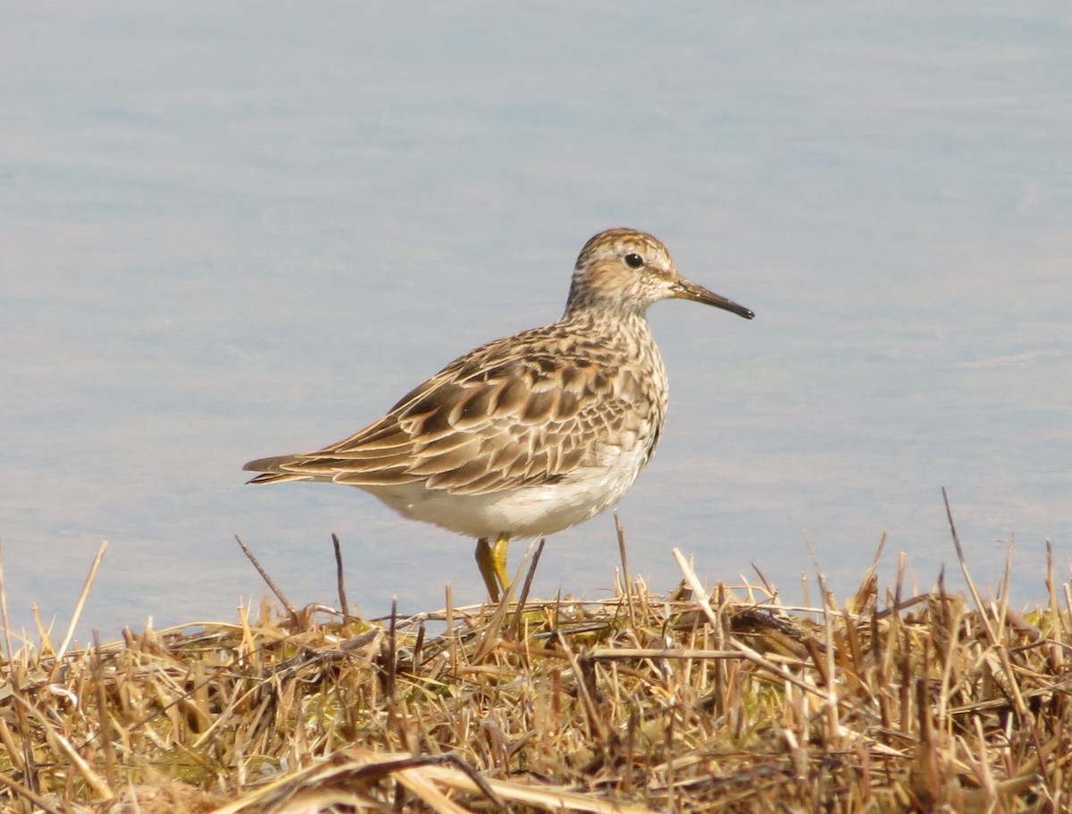 Pectoral Sandpiper - ML634434675