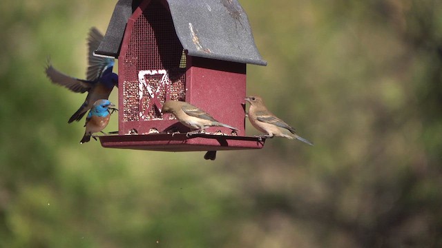Lazuli Bunting - ML634434690