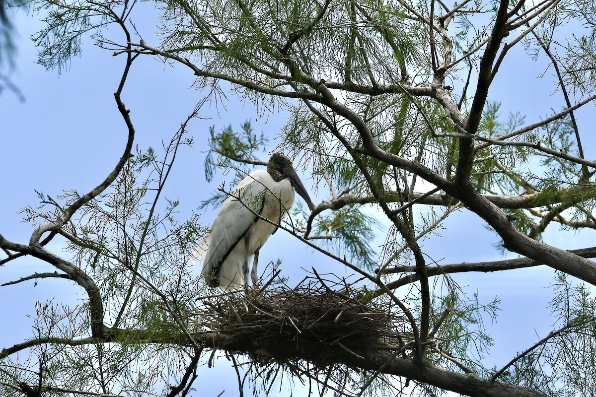 Wood Stork - ML634434731