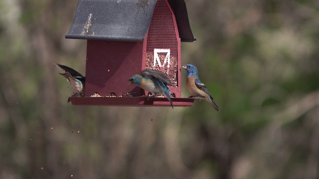 Lazuli Bunting - ML634434770