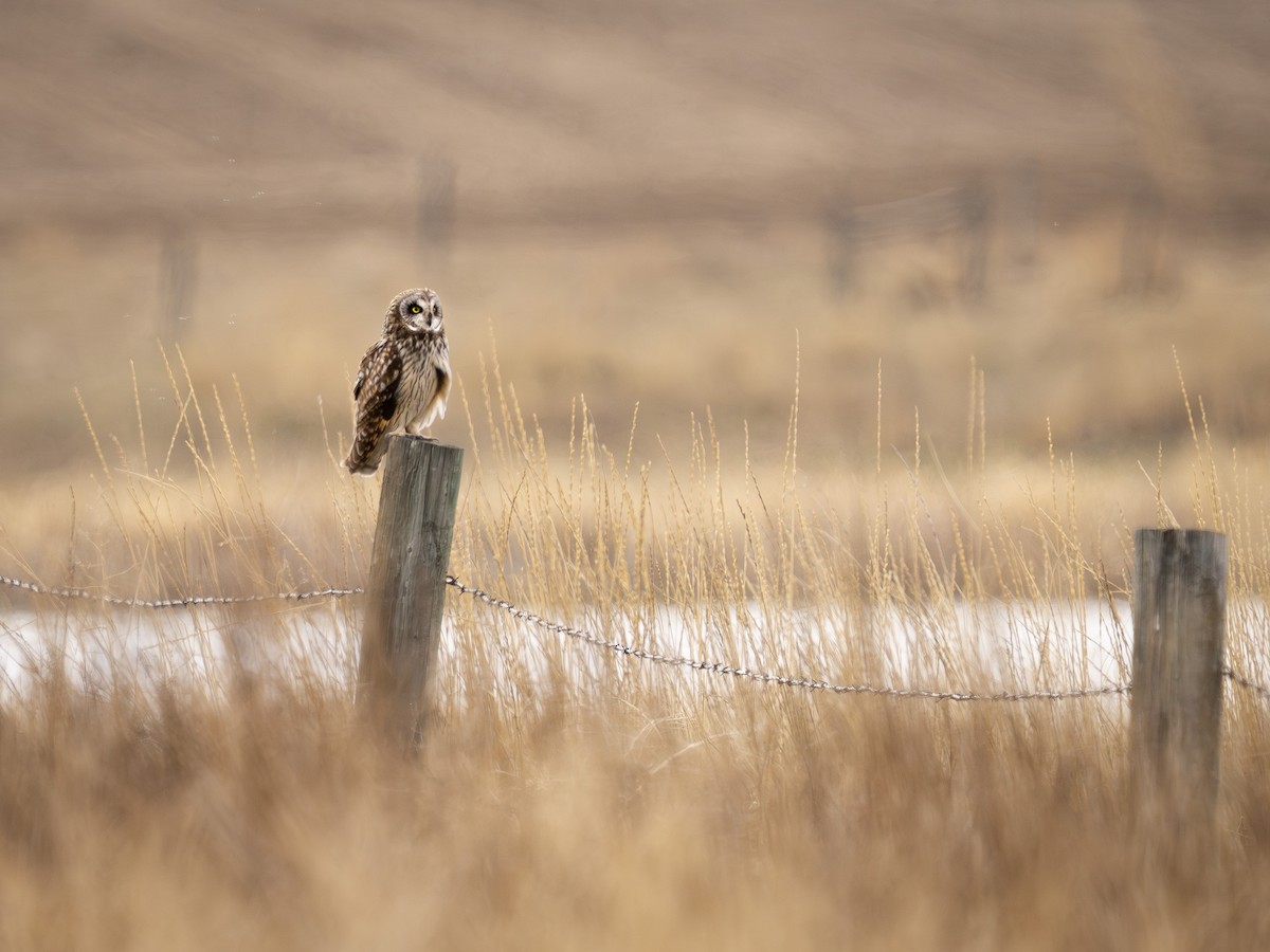 Gufo di palude - ML634434856