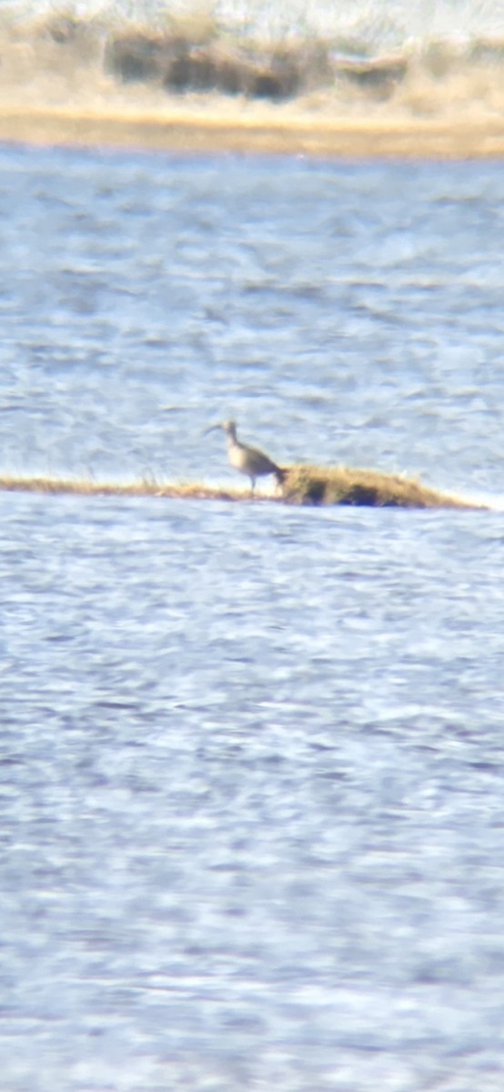 Hudsonian Whimbrel - ML634434969