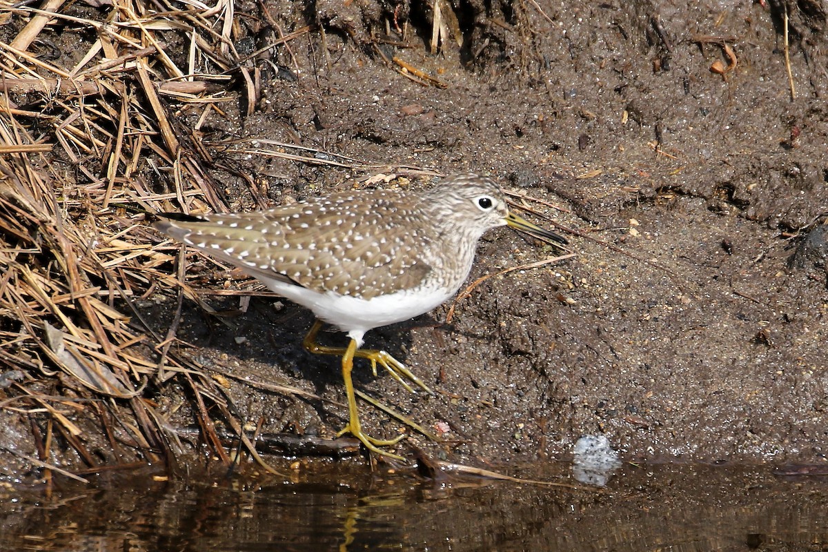 Solitary Sandpiper - ML634435068