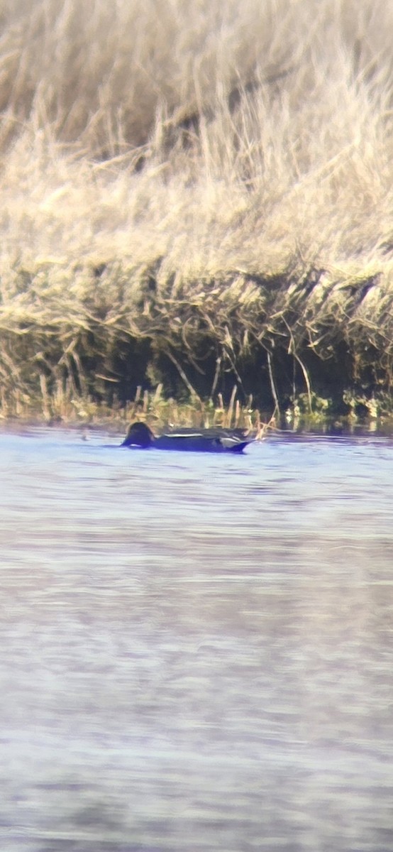 Green-winged Teal (Eurasian) - ML634435185