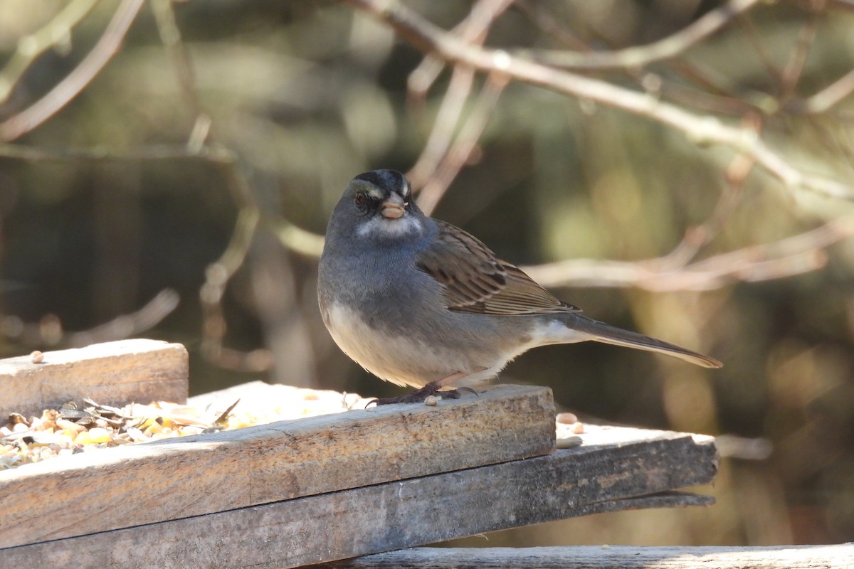 Dark-eyed Junco x White-throated Sparrow (hybrid) - ML634435268