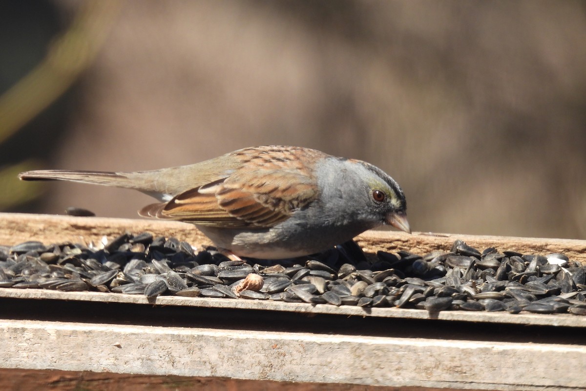 Dark-eyed Junco x White-throated Sparrow (hybrid) - ML634435269
