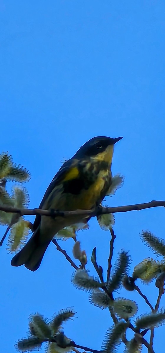 Yellow-rumped Warbler (Myrtle x Audubon's) - ML634435270