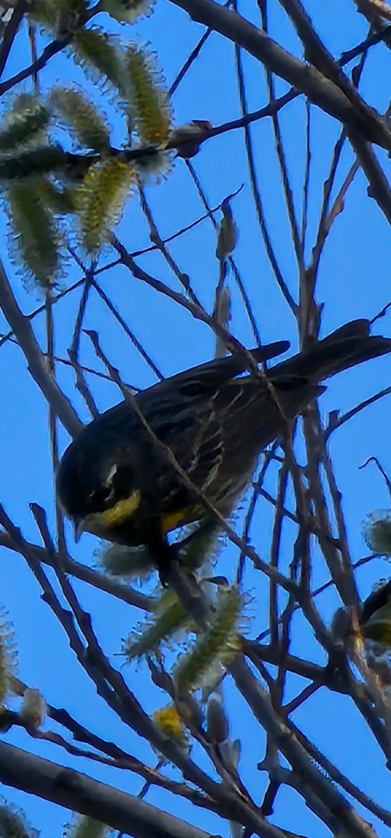 Yellow-rumped Warbler (Myrtle x Audubon's) - ML634435271