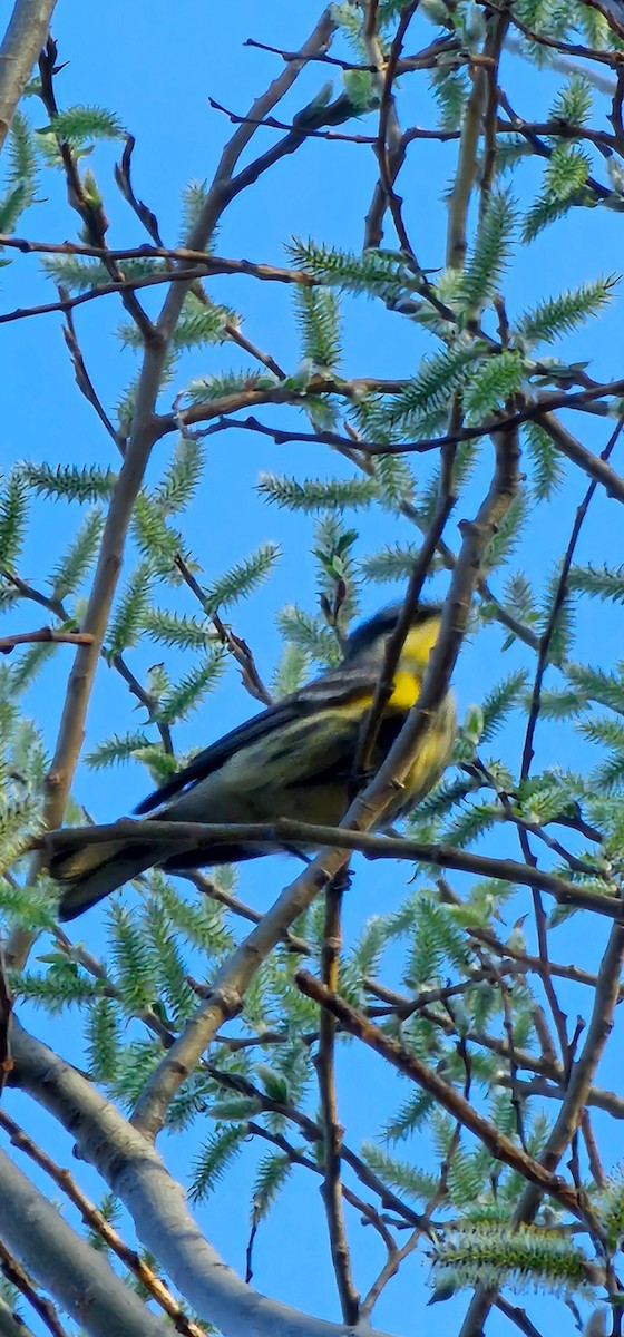Yellow-rumped Warbler (Myrtle x Audubon's) - ML634435272