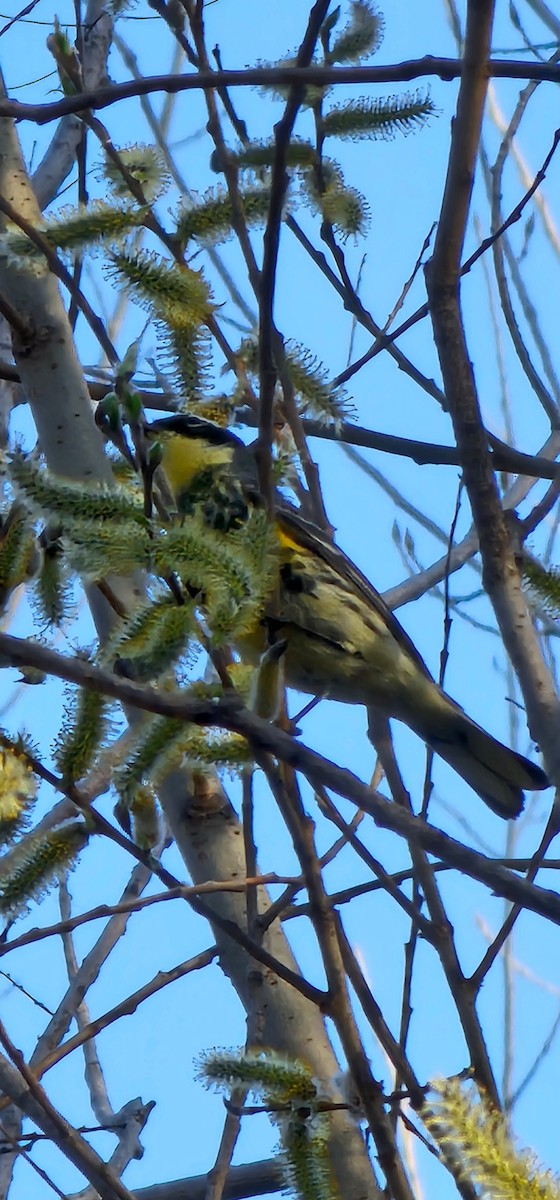 Yellow-rumped Warbler (Myrtle x Audubon's) - ML634435273