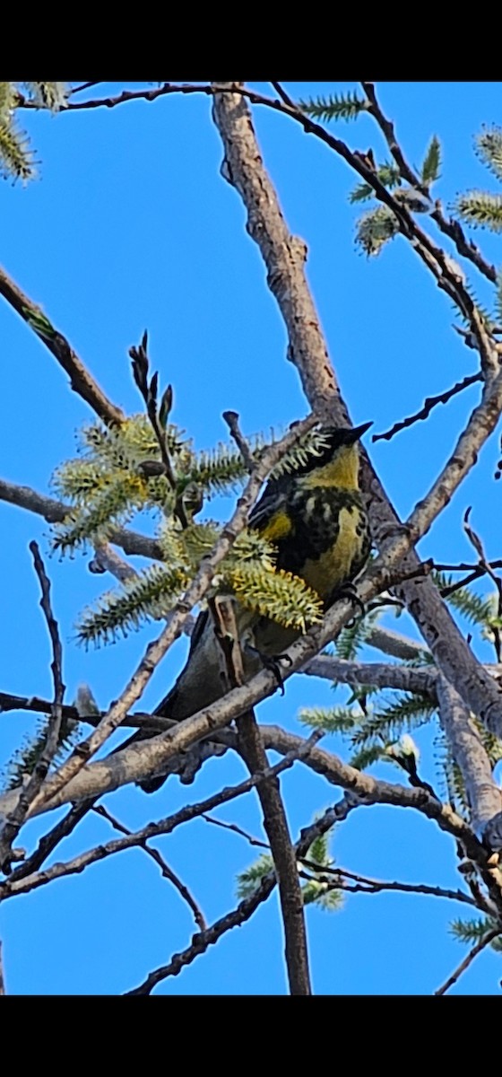 Yellow-rumped Warbler (Myrtle x Audubon's) - ML634435274