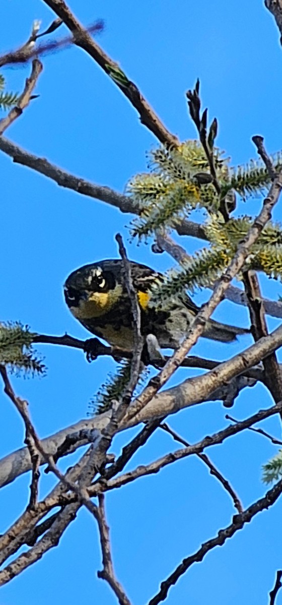 Yellow-rumped Warbler (Myrtle x Audubon's) - ML634435275
