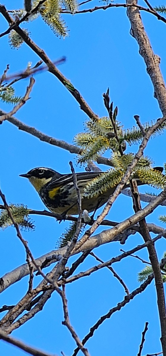 Yellow-rumped Warbler (Myrtle x Audubon's) - ML634435276