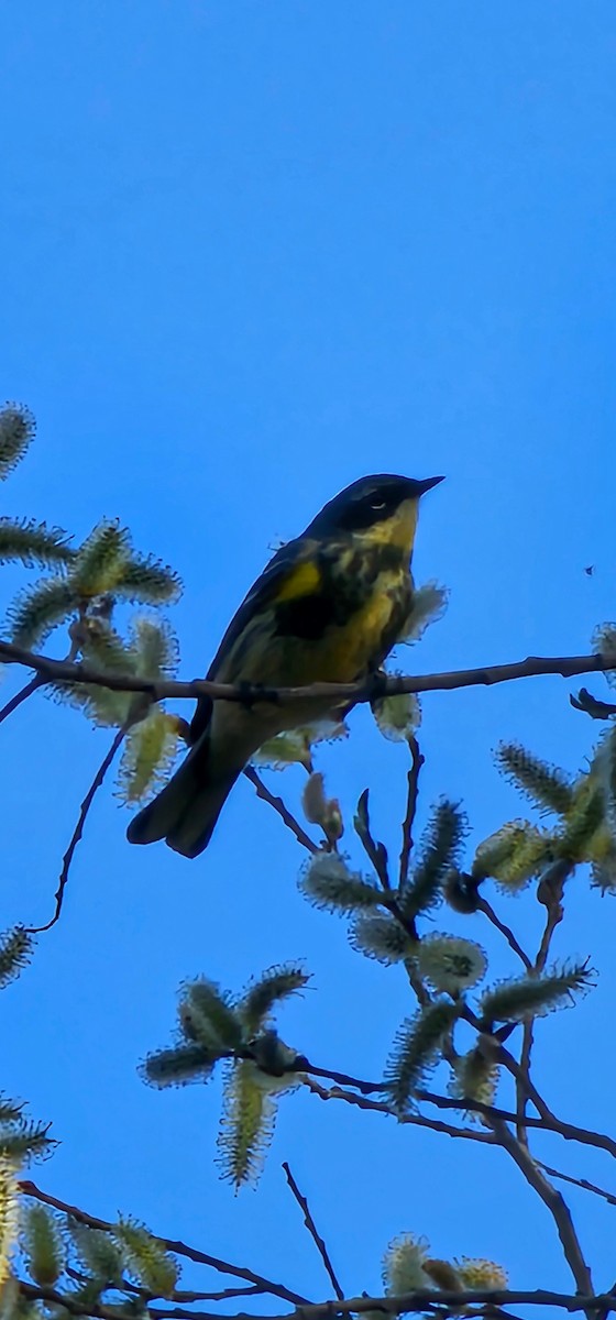 Yellow-rumped Warbler (Myrtle x Audubon's) - ML634435277