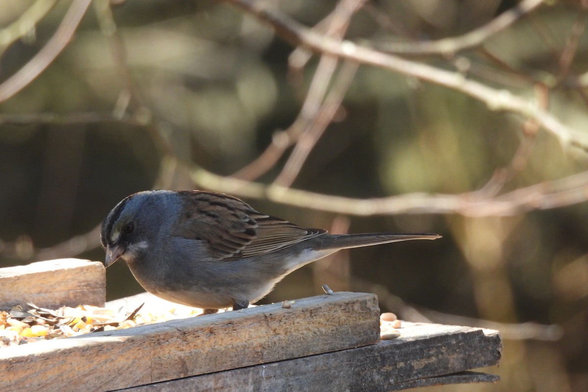 Dark-eyed Junco x White-throated Sparrow (hybrid) - ML634435278