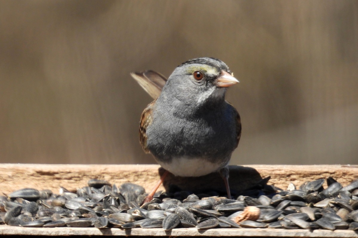 Dark-eyed Junco x White-throated Sparrow (hybrid) - ML634435280