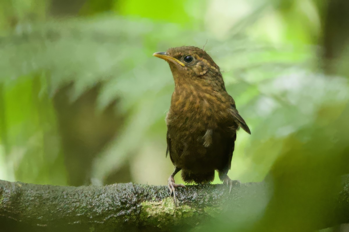Musician Wren - ML634435320