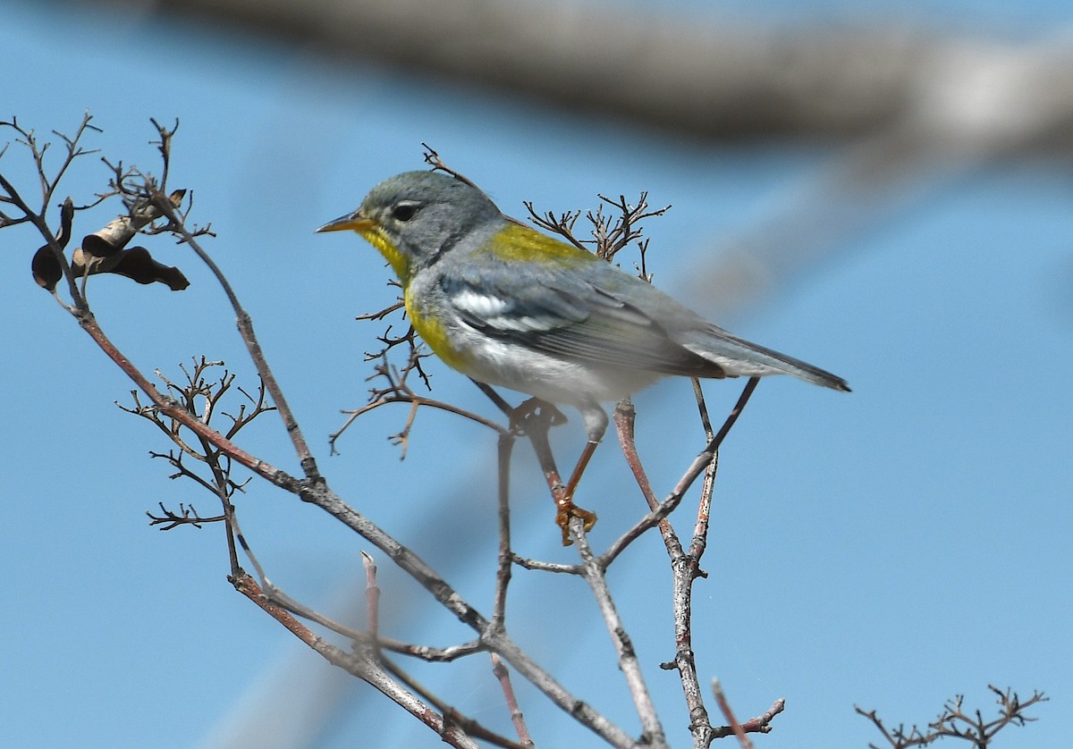 Northern Parula - ML634435376