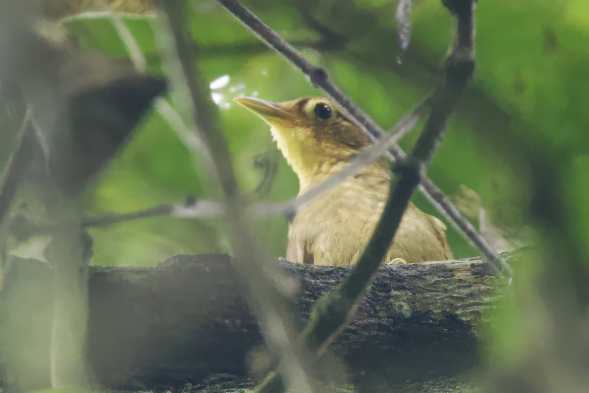 Ochre-throated Foliage-gleaner - ML634435418
