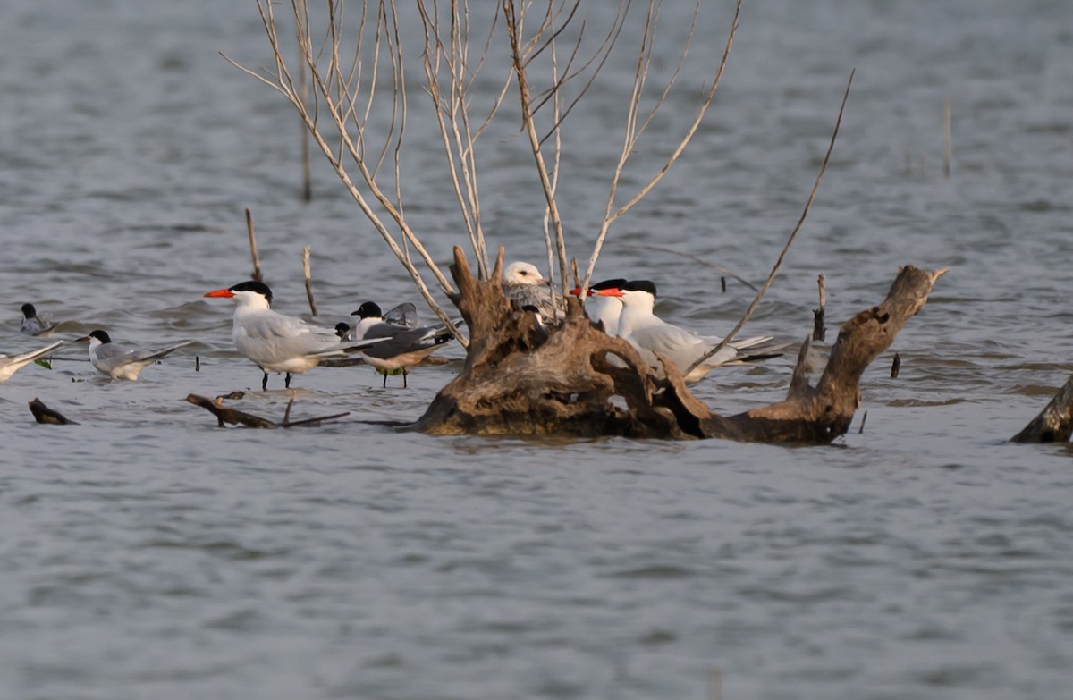 Caspian Tern - ML634435558