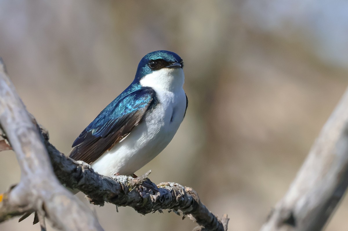 vlaštovka stromová - ML634435577