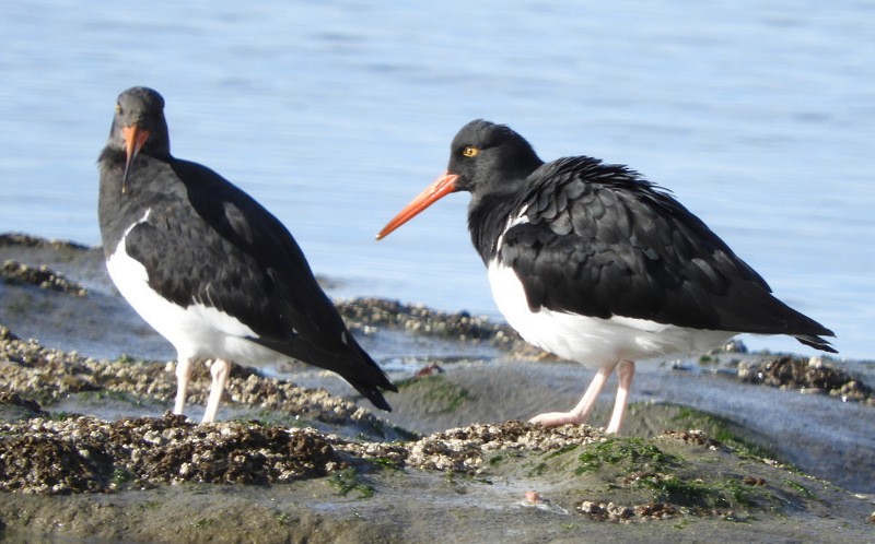 Magellanic Oystercatcher - ML634435656