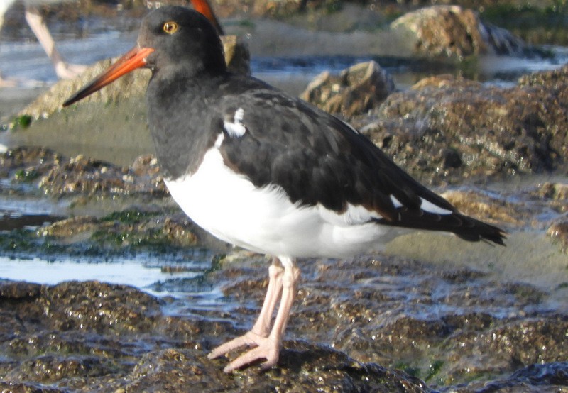 Magellanic Oystercatcher - ML634435657